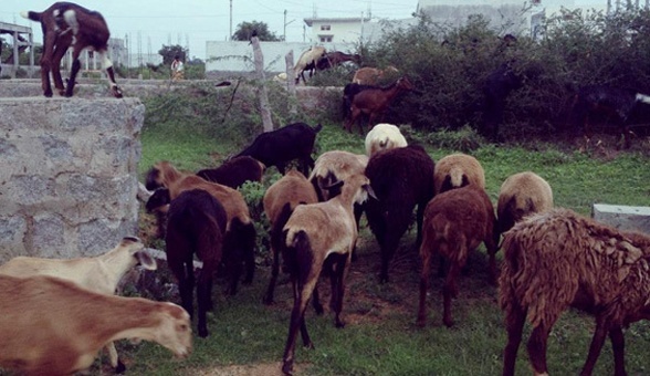 Next-door neighbours