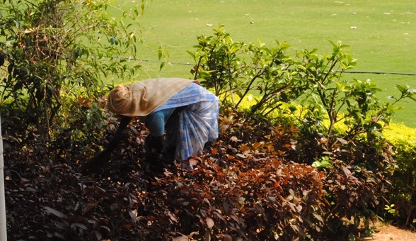 Strengthening our roots